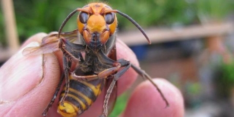 Šta učiniti ako ujede stršljen